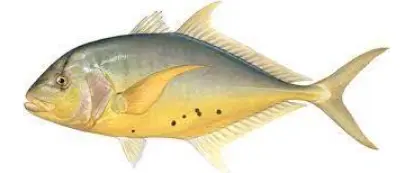 Golden Trevally Fish