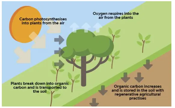 Carbon Farming: A Pathway to Sustainable Agriculture