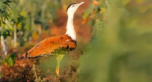 Conservation plan for Great Indian Bustard • New Criminal Law Regime • NCERT’s New Report Card: PARAKH • Project-76 • Hurricanes Beryl • The agenda for the 16th Finance Commission • Meningoencephalitis • Bone Marrow Transplant (BMT) • Chief of Army Staff • Rail link for Chabahar-Zahedan • India's Northeast Unexplored Frontier